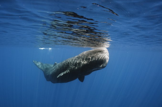 Space weather may be killing sperm whales