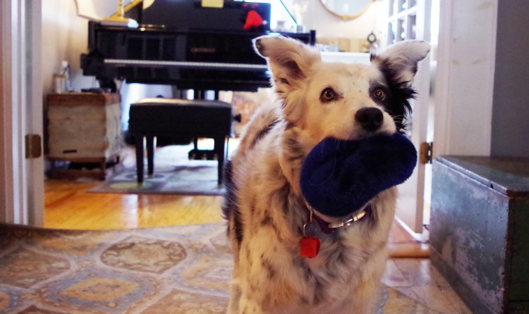 I Met The World’s Smartest Dog