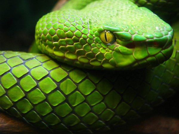 green snake with yellow eyes