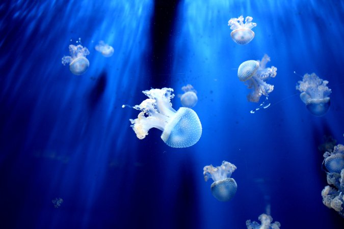Jellyfish use high-powered ‘syringes’ to shoot venom into your skin