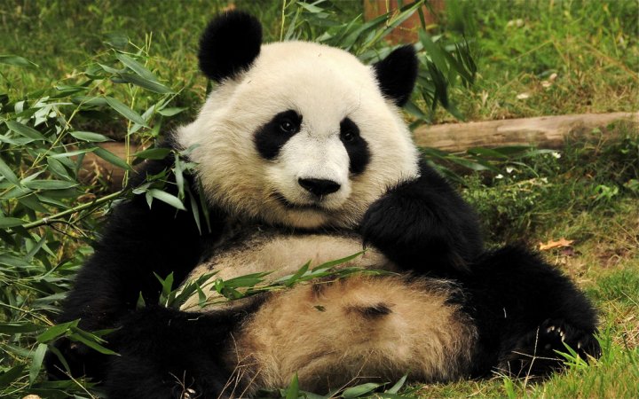 Pandas, which are basically giant poop machines, may inadvertently help save other species