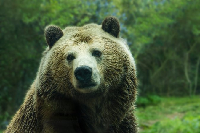 How to survive a grizzly encounter