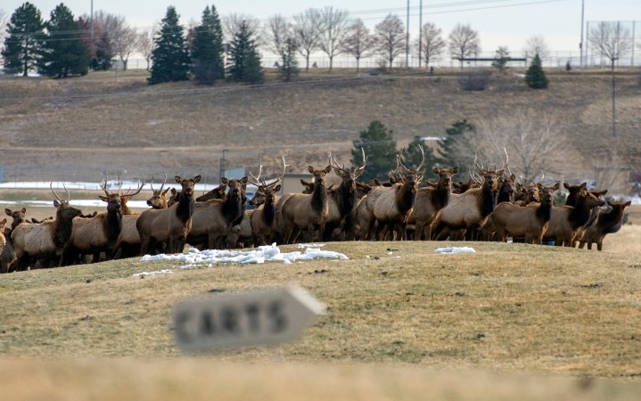 elk on golf course
