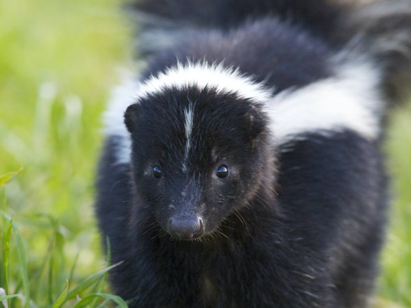 Skunk