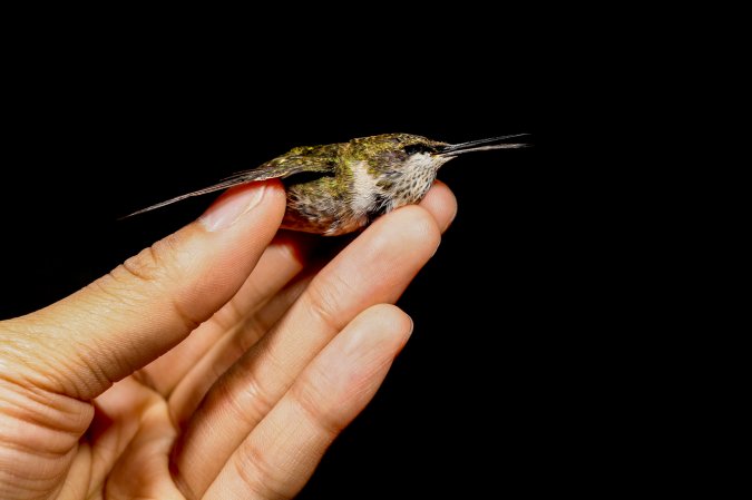 A ruby-throated hummingbird that hit a glass window, held in someone's hand