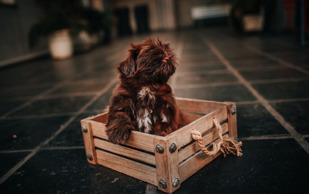 A brown dog which is in the middle of some dark tiles inserted in a wooden box.