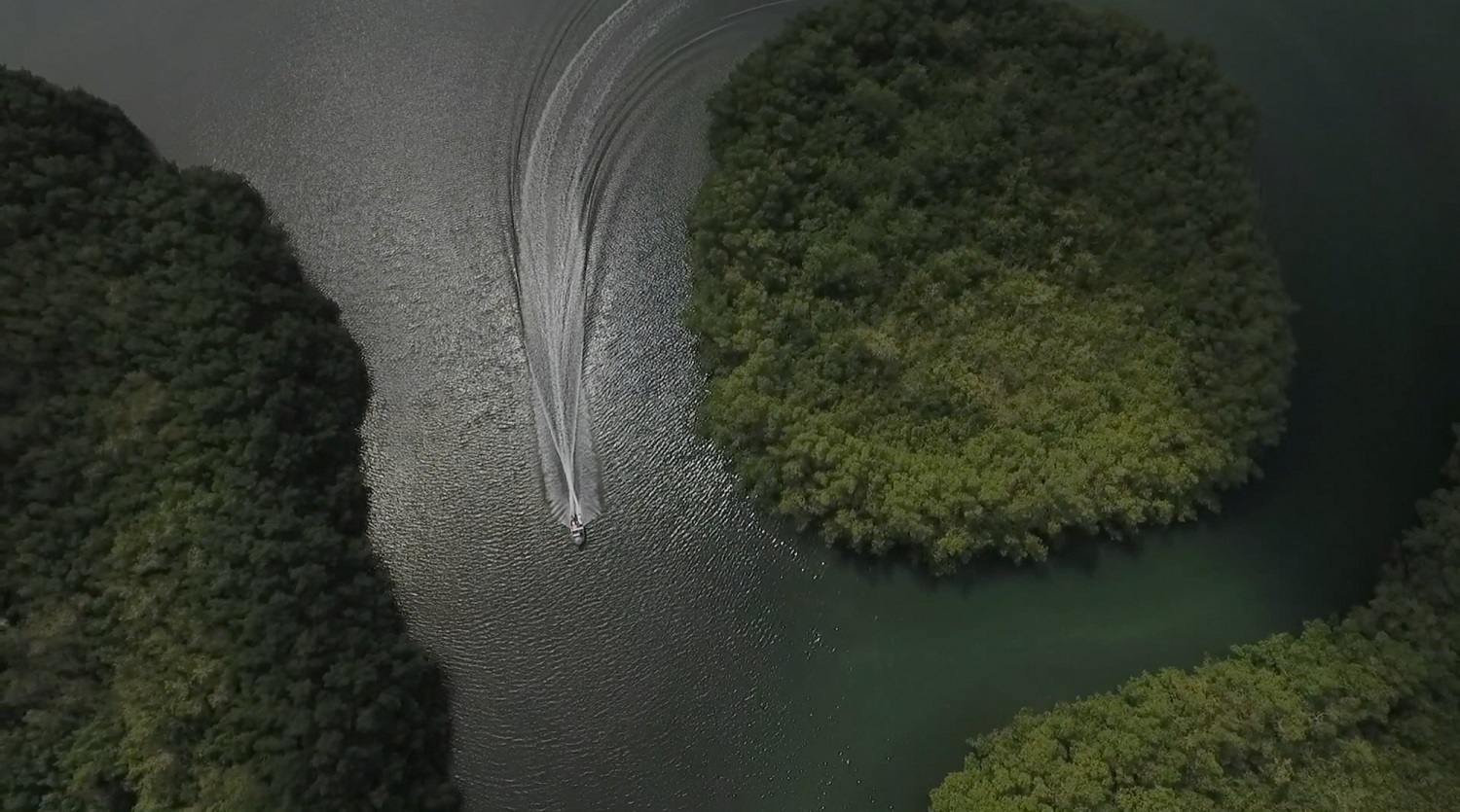 Boat cutting through mangrove forests in search of the biggest bacteria species