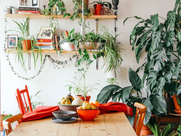 dining room with plants
