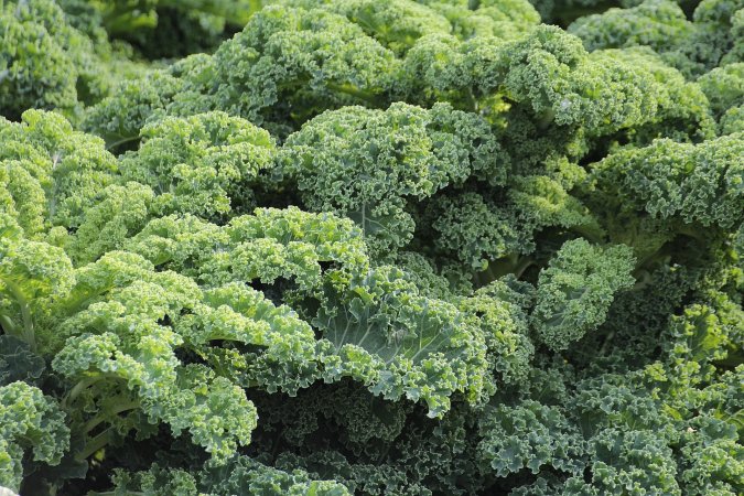 Kale is an acquired taste, even in utero