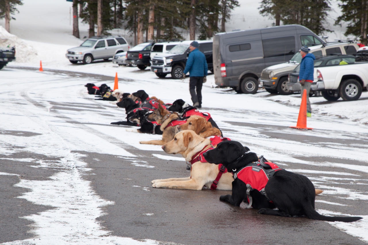 lineup of dogs in red vests lays in a parking lot awaiting instructions