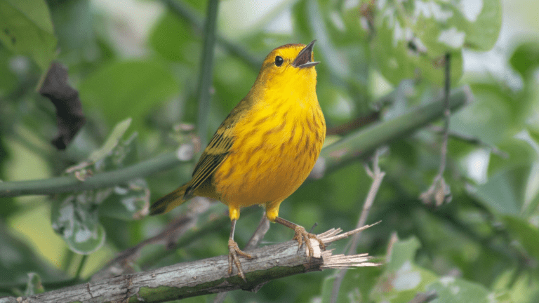 a small bird with yellow plumage stands on a branch with its mouth wide open