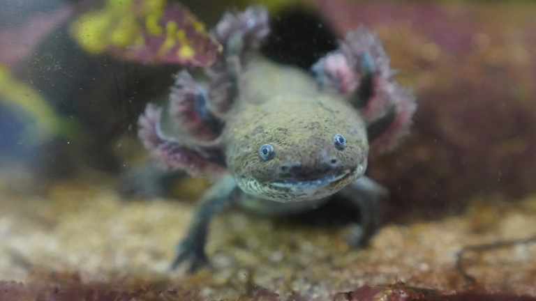 An axolotl crawling up to the aquarium pane at the Hamburg animal shelter.