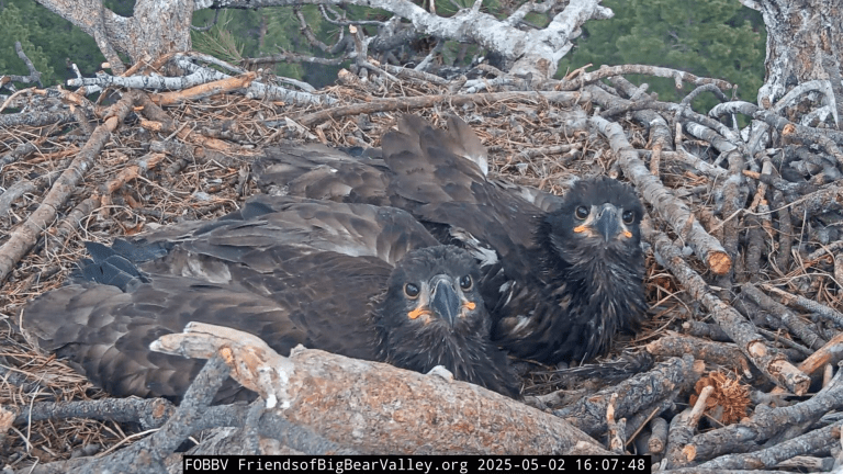 two eaglets with black feathers sitting in nest