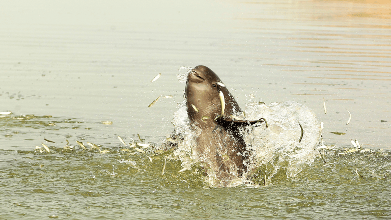 A Yangtze finless porpoise hunting in China’s Poyang Lake. Fish are jumping all around the porpoise as it leaps out of the water.